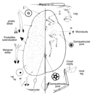 Kilifia acuminata - 