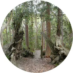 Kincumba Mountain - 