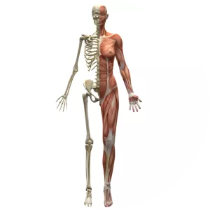 Kinesiology - Field of study