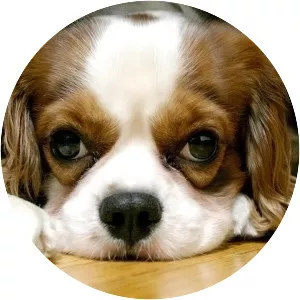 King Charles Spaniel
