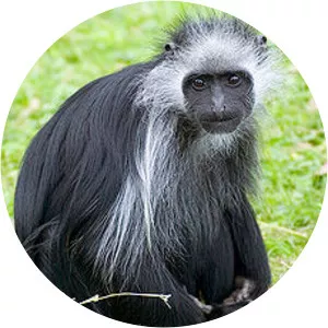 King colobus