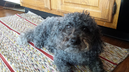 King Kennels - Pet groomer in Springfield, Ohio