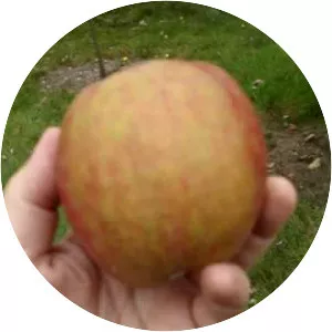 King of the Pippins - Plants