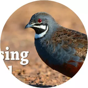 King quail - Bird