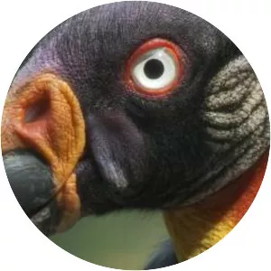 King vulture