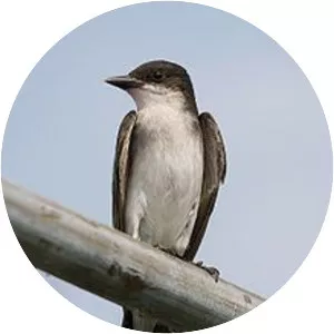 Kingbirds