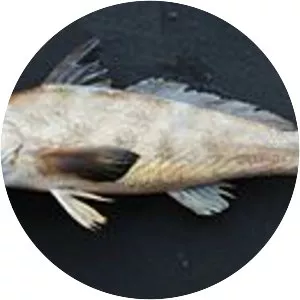 Kingcroaker