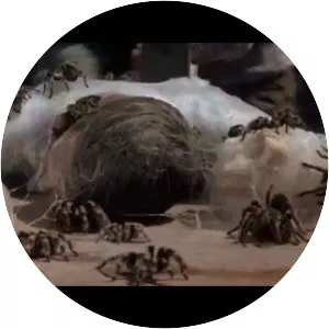 Kingdom of the Spiders