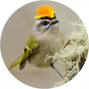 Kinglet