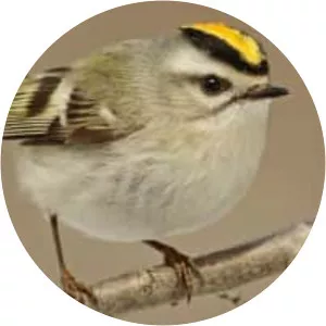 Kinglets (Çalı Kuşu)