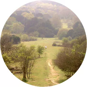 Kingley Vale National Nature Reserve - 