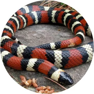 Kingsnakes
