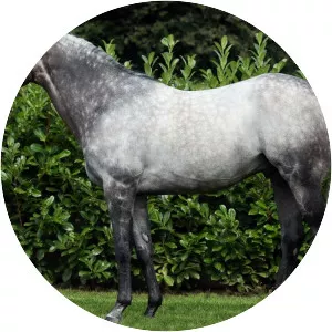 Kingston Hill - Horse