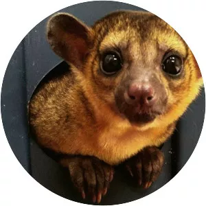 Kinkajou