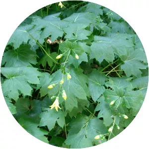 Kirengeshoma palmata