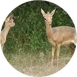 Kirk's dik-dik - Animal