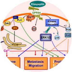 KiSS1-derived peptide receptor - Protein