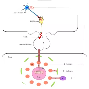 Kisspeptin - Protein