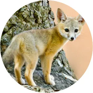 Kit fox