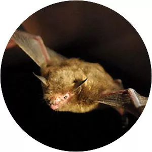 Kitti's hognosed bat
