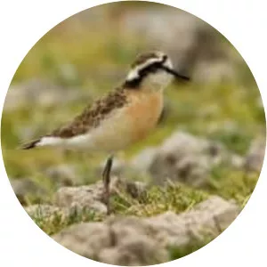 Kittlitz's plover photograph
