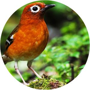 Kivu ground thrush - 