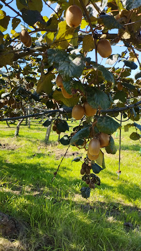 Kiwinatur - Finca Forcinas