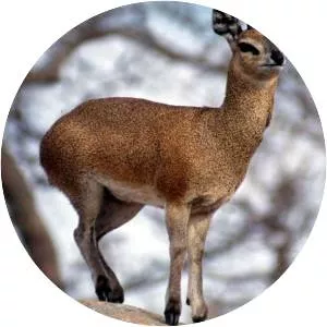 Klipspringer