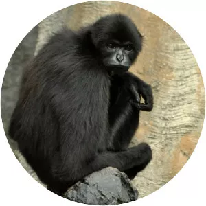 Kloss's gibbon
