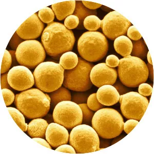 Kluyveromyces lactis - Fungus