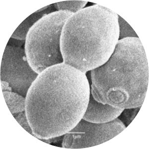 Kluyveromyces marxianus