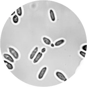 Kluyveromyces