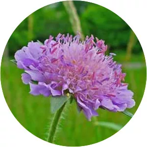 Knautia arvensis - Plants