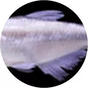 Knodus moenkhausii - 