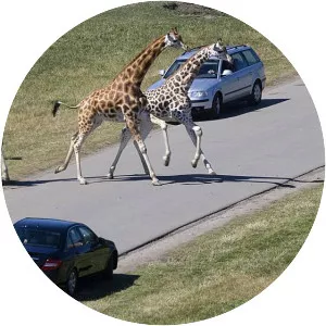 Knuthenborg Safaripark - Safari park in Bandholm, Denmark