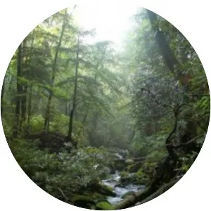 Knysna-Amatole montane forests - 