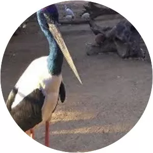 Koala Park Sanctuary Sydney