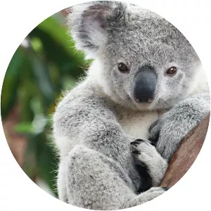 Koala photograph