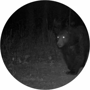 kodyak - Musical artist