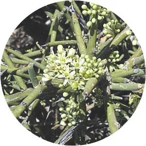 Koeberlinia spinosa - Plants