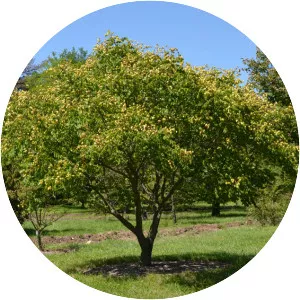 Koelreuteria paniculata