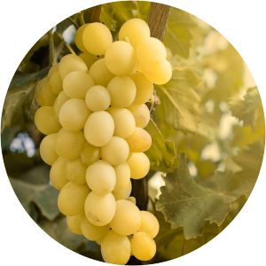 Koenigin Der Weingaerten - 