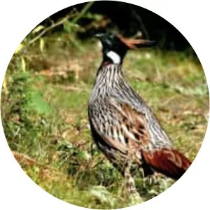 Koklass pheasant - Birds