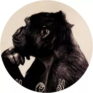 Koko: A Talking Gorilla
