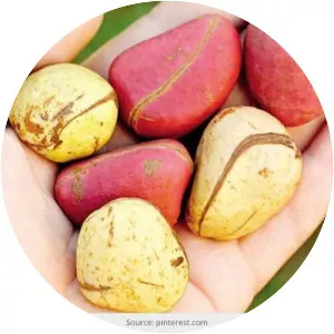 Kola nut - 
