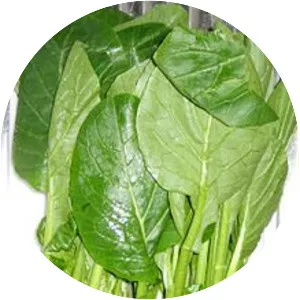 Komatsuna - Vegetable