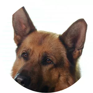 Kommissær Rex2008 – 2015