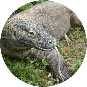 Komodo dragon