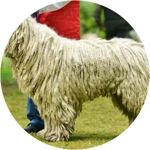 Komondor