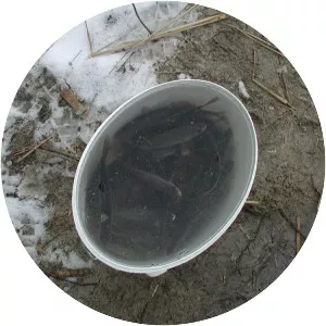 Komsomolʹsʹke Ozero